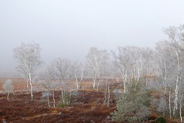 Birken im Moor
