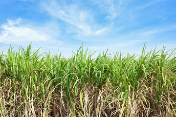 Sugarcane 