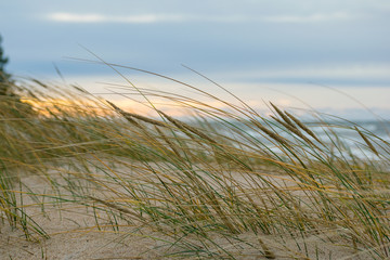 Autumn in Palanga Dunes  with Baltic sea in background and close up of weeds