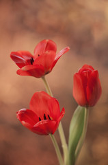 Tulipany Czerwone