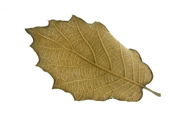 botany leaf dry on white background