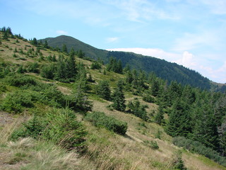 Fototapeta na wymiar The wild vegetation of the Ukrainian Carpathians on the slopes of the mountains.