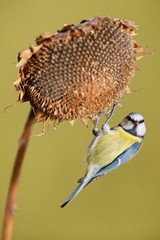 Parus major, Blue tit . A small bird sits on a sunflower plant and feeds sunflower seeds. Wildlife scenery, Slovakia, Europe.