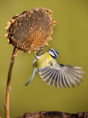 Parus major, Blue tit . A small bird sits on a sunflower plant and feeds sunflower seeds. Flight of the extended wing.  Wildlife scenery, Slovakia, Europe.