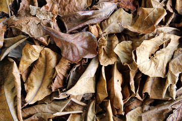 Dry leaf background