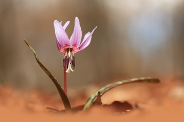It is the only species of the genus Erythronium growing in Europe. It is widespread in southern and central Europe. Free nature. A beautiful shot of a plant. Spring nature.