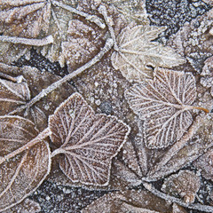 Vereiste Blätter im Winter