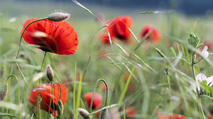 poppy fields in summer
