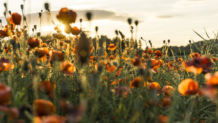 poppy fields in summer