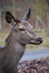 Closeup of a young red deer in a forest in Germany