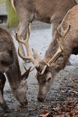 Closeup of  brown stags eating in a forest in Germany