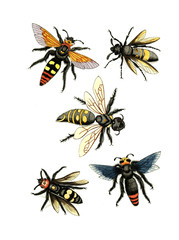 Illustration wasps, bees and bumblebees.