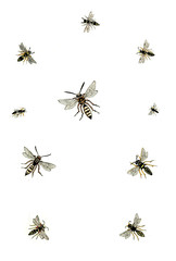 Illustration wasps, bees and bumblebees.