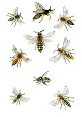 Illustration wasps, bees and bumblebees.