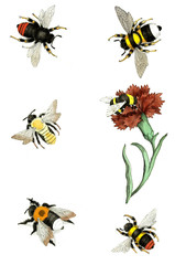 Illustration wasps, bees and bumblebees.