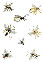 Illustration wasps, bees and bumblebees.
