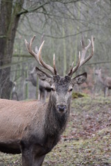 Naklejka na ściany i meble Closeup of a majestic brown stag in a forest in Germany