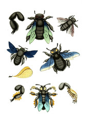 Illustration wasps, bees and bumblebees.