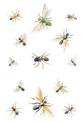Illustration wasps, bees and bumblebees.