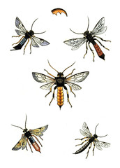 Illustration wasps, bees and bumblebees.