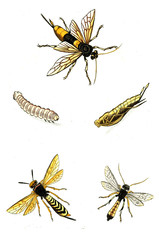 Illustration wasps, bees and bumblebees.