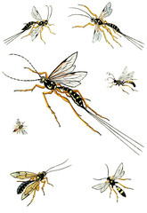 Illustration wasps, bees and bumblebees.