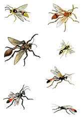 Illustration wasps, bees and bumblebees.