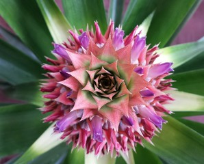Beautiful colorful pineapple flower on green leaves background, closeup