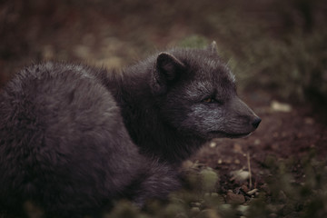 MELRAKKI | Polar Fuchs