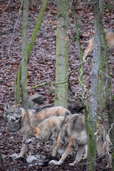 Closeup of  wild wolves eating a bird in a forest in Germany