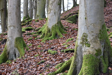 Wonderful forest landscape with large trees and mosses in Germany