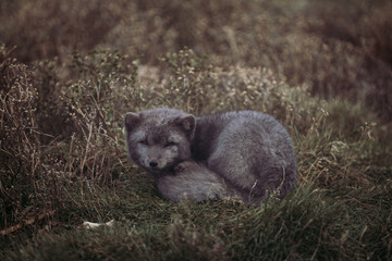 MELRAKKI | Polar Fuchs