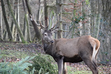 Closeup of a majestic brown stag in a forest in Germany