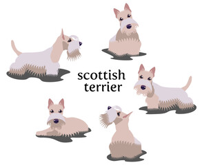 Vector illustration of Scottish Terrier in different poses isolated on white background.