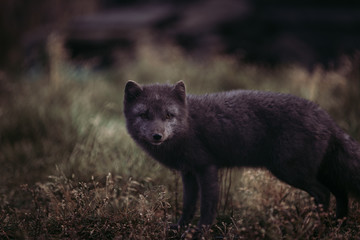 MELRAKKI | Polar Fuchs