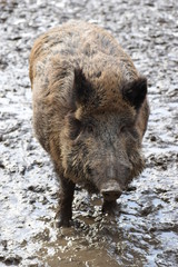 Closeup of a young brown wild boar