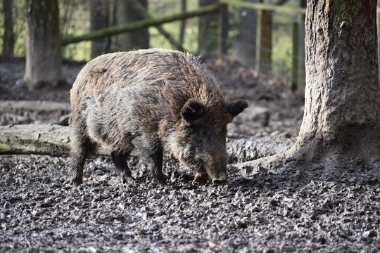 Closeup of a young brown wild boar