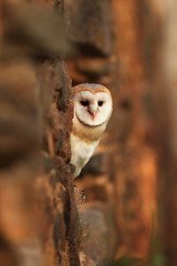 Tyto alba. Owl has a cosmopolitan type extension. He lives on all continents except Antarctica.