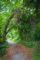 Fototapeta na wymiar Natural Woodlands Arch
