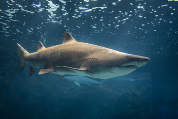 Bull Shark, Crete Aquarium. © mike_drosos