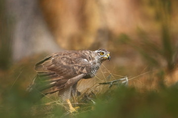 Beautiful nature of Czech. Wild nature. Forest. Accipiter gentilis. Portrait of a bird. Free nature of Czech.