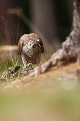 Beautiful nature of Czech. Wild nature. Forest. Accipiter gentilis. Portrait of a bird. Free nature of Czech.