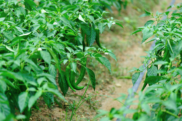 Green pepper plants in growth at vegetable garden