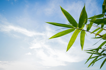 Bamboo leaves on blue sky background