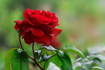 Lively red velvet rose in the summer garden. Spring park.