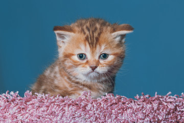 Naklejka premium portrait a close-up of a gorgeous Scottish kitten at the age of one month 