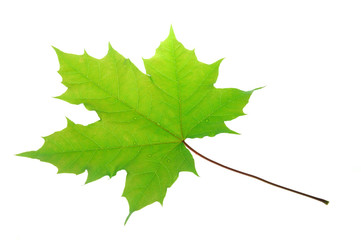 green maple leaf isolated on white background