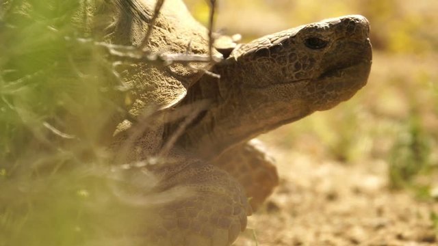 Wild Desert Tortoise Closeup Gopherus Agassizii Mojave California