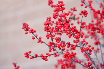 Red berry fruit on the tree branch in winter