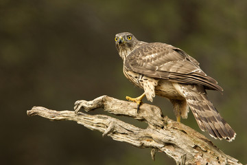 Young male of Northern goshawk, Accipiter gentilis